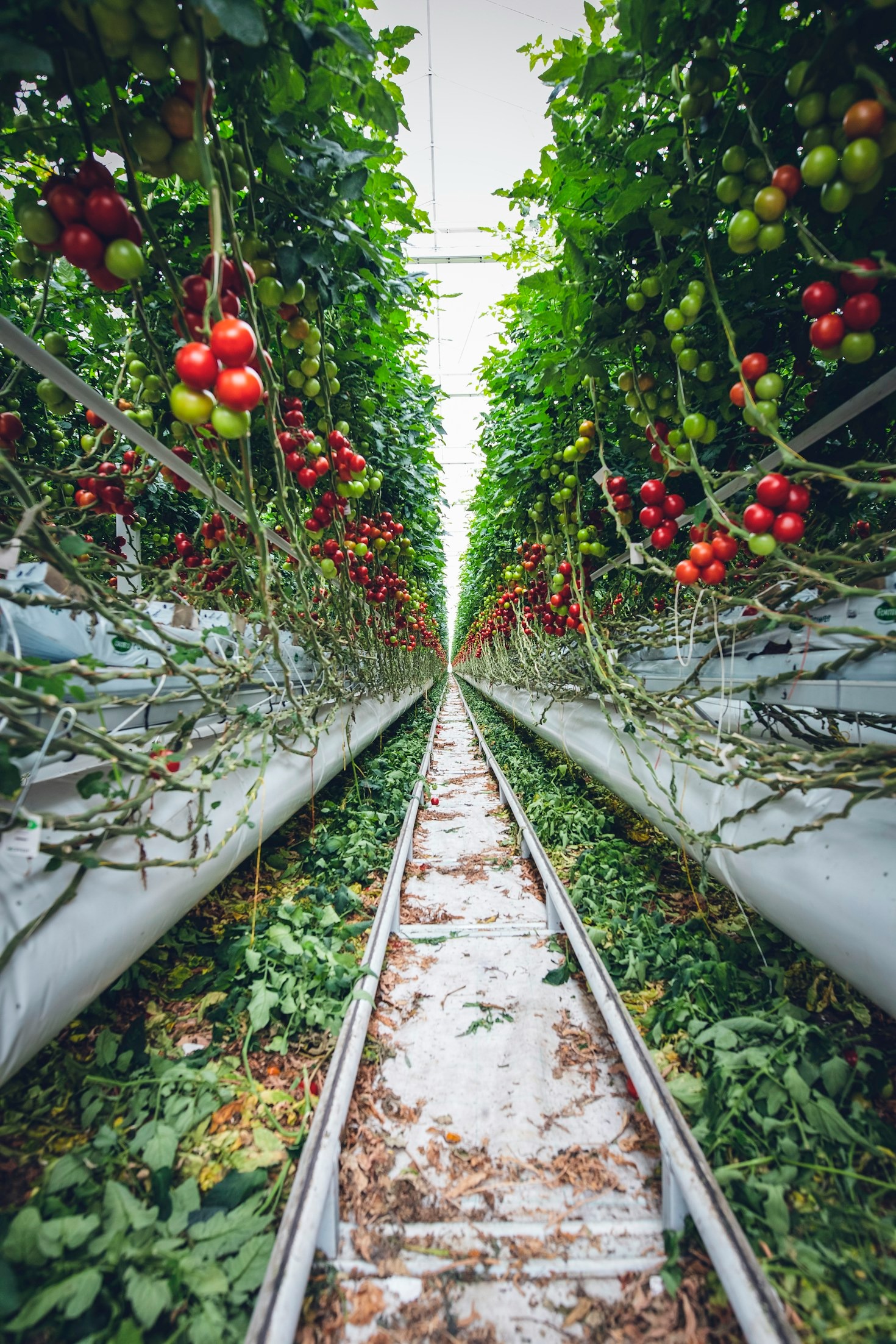 O impacto da IoT no agronegócio brasileiro
