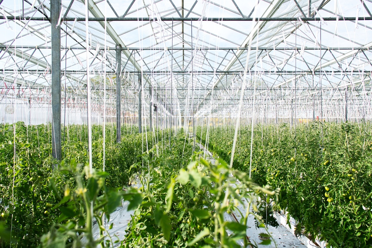 Os benefícios da conectividade rural no setor agro