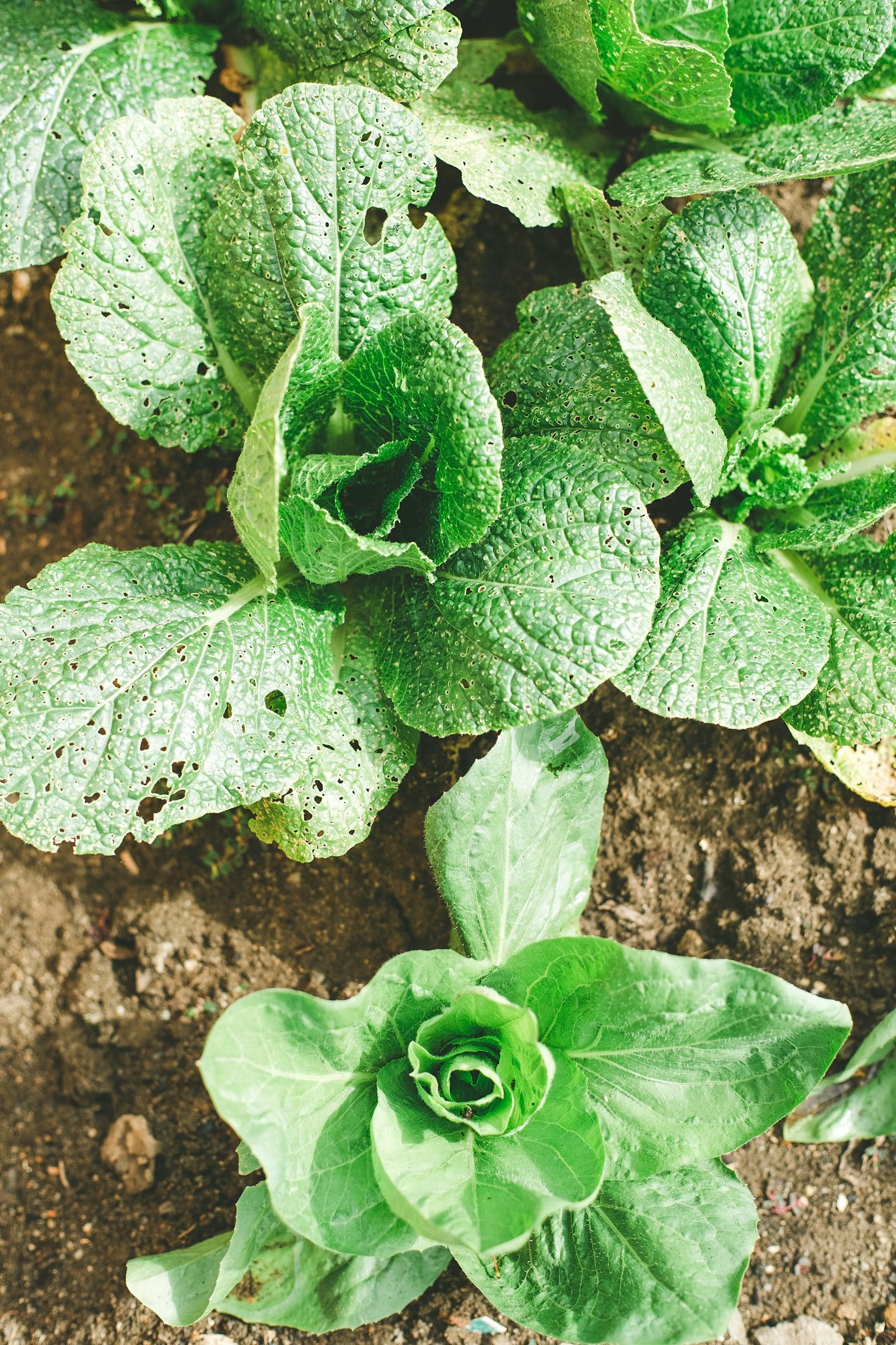 Inteligência artificial no agronegócio: oportunidades e desafios