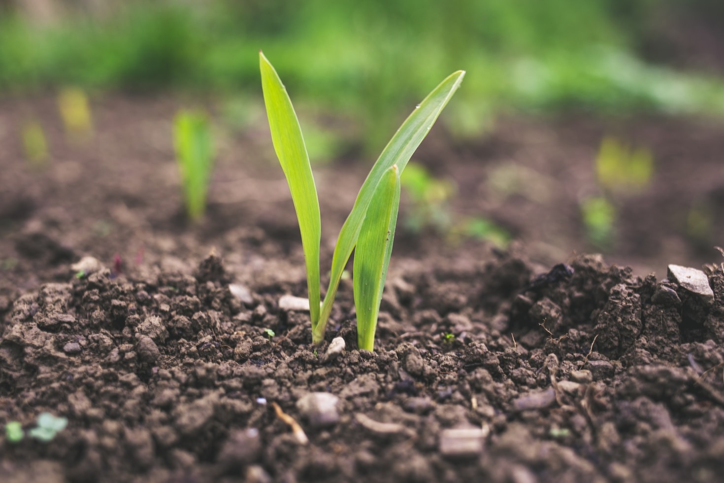 Dicas de marketing digital para empresas do agro
