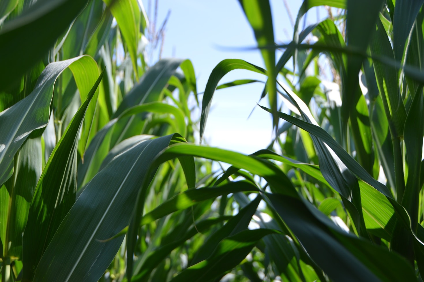 Como a Digitaliza Agro está transformando o agronegócio